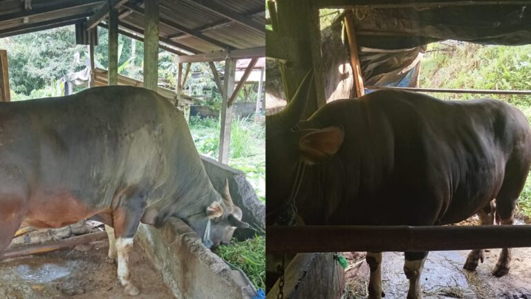 WhatsApp Image 2025-06-03 at 10.13.53