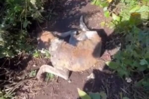 WhatsApp Image 2025-09-21 at 17.13.57