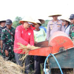 Panen Raya di Tabanan, Sinergi TNI dan Pemkab Perkuat Ketahanan Pangan